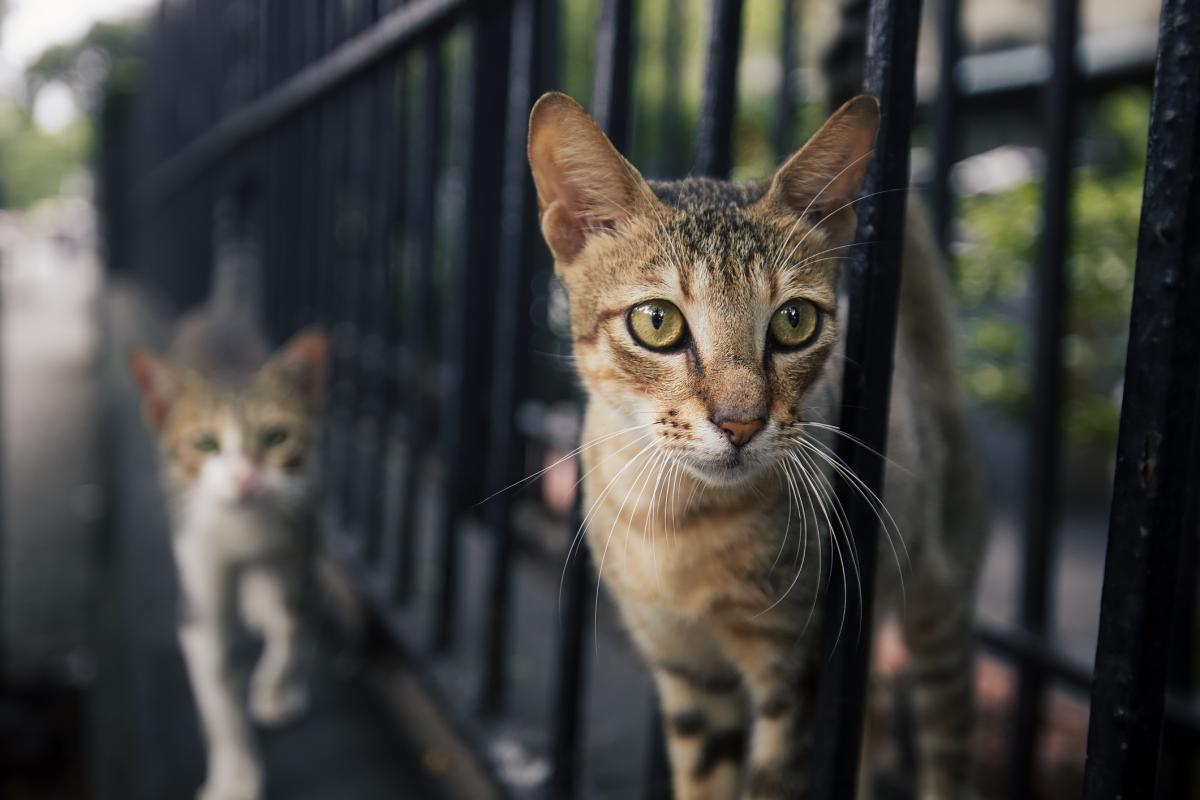 Gatos 'curiosos' entre los barrotes de una verja