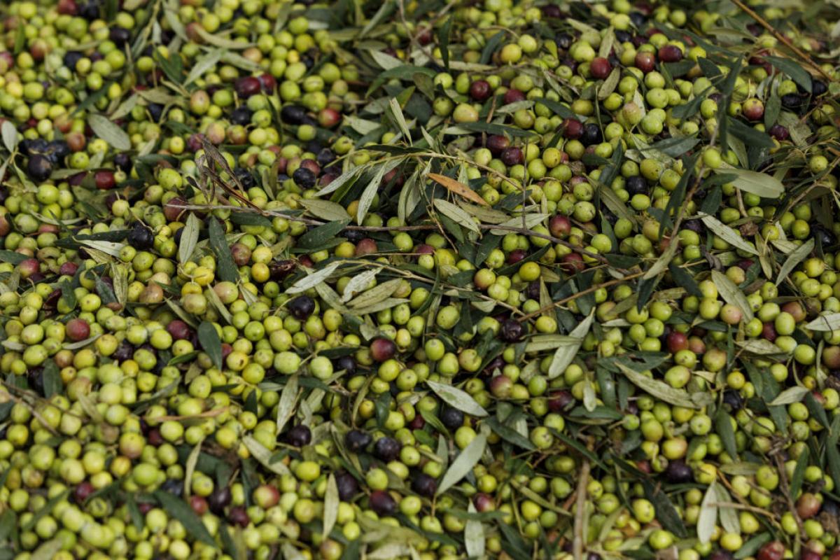 Un 'mar' de aceitunas en plena campaña de recogida en la provincia de Jaén