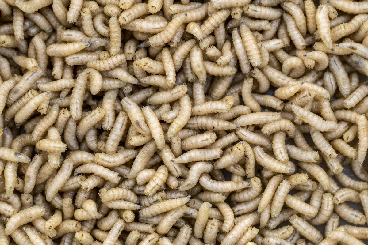 Un grupo de larvas, en una imagen de archivo.