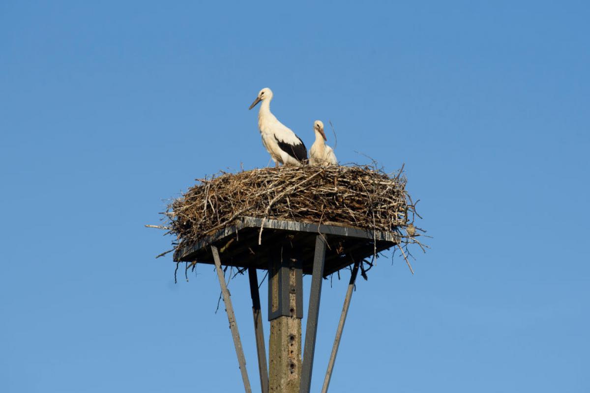 Un nido de cigüeñas, en una imagen de archivo