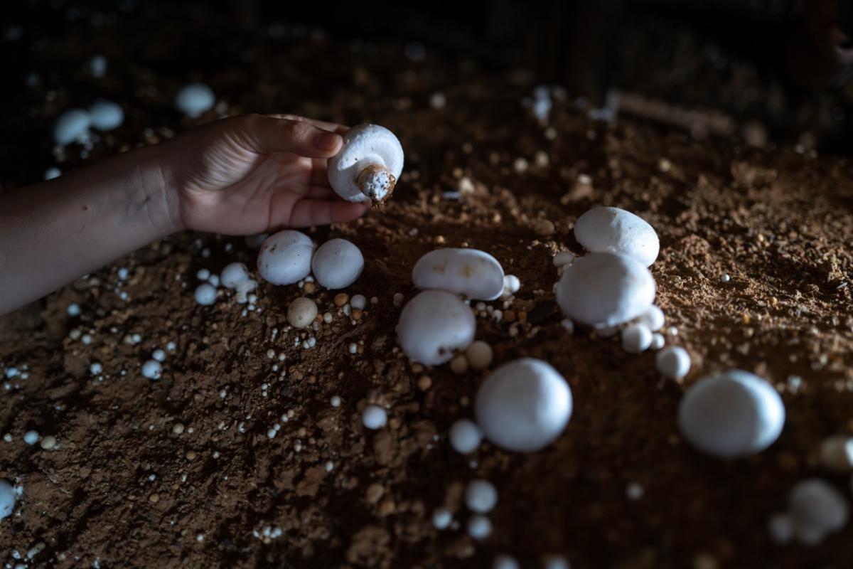 Cultivo de champiñones.