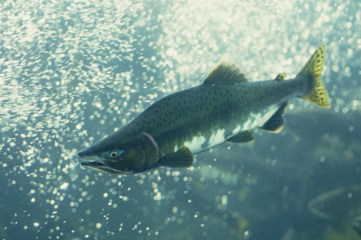 Un ejemplar de salmón, en una imagen de archivo.