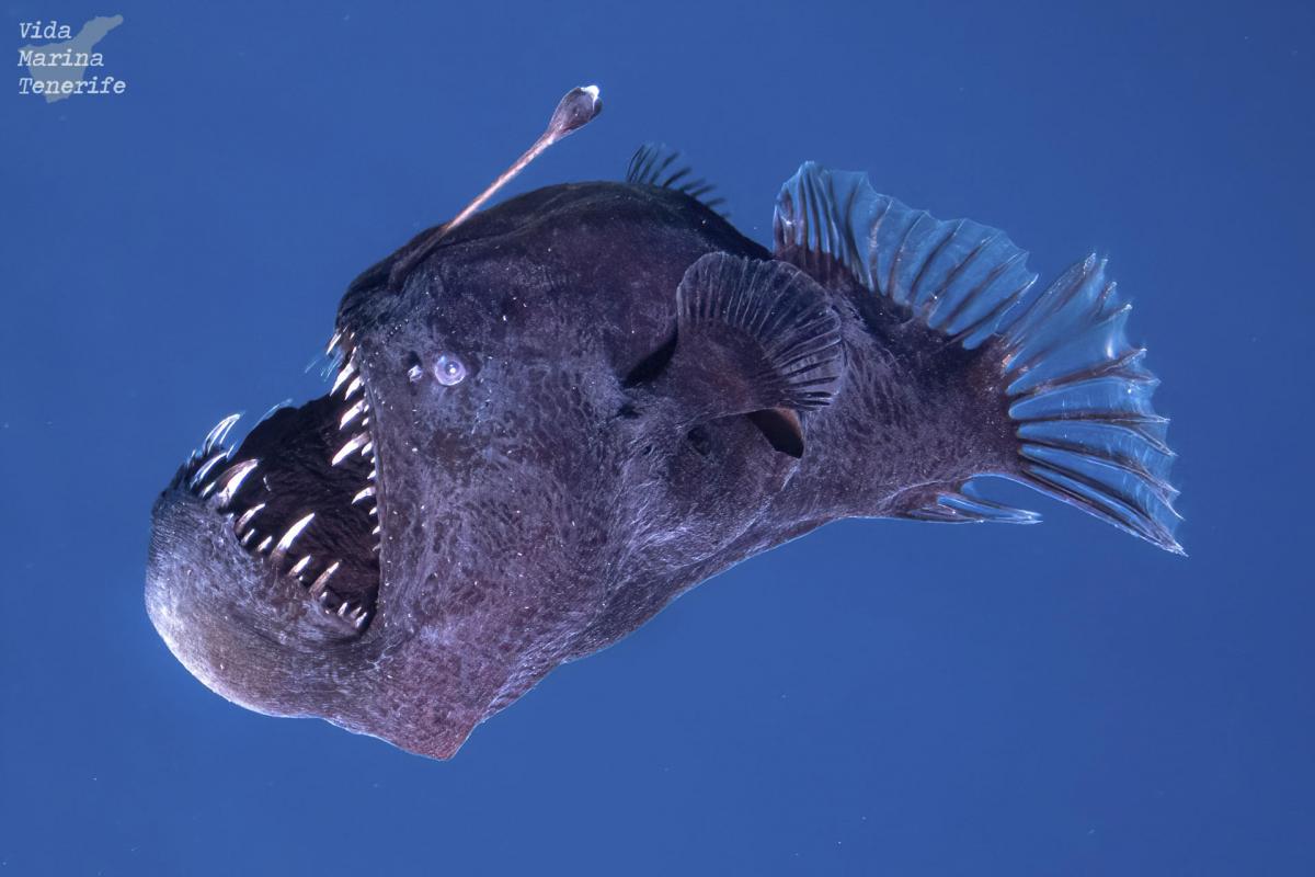 Pez diablo negro o rape abisal adulto (Melanocetus johnsonii)