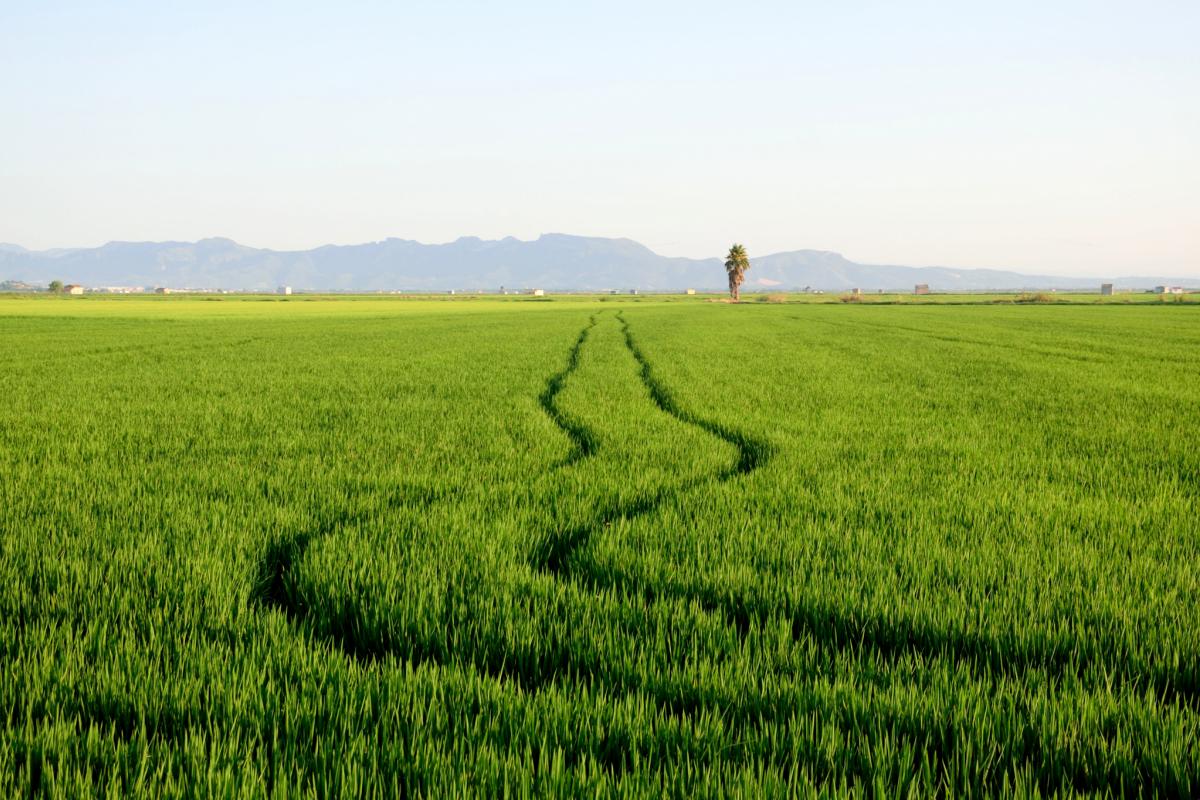 Cultivo de arroz en la Albufera de Valencia