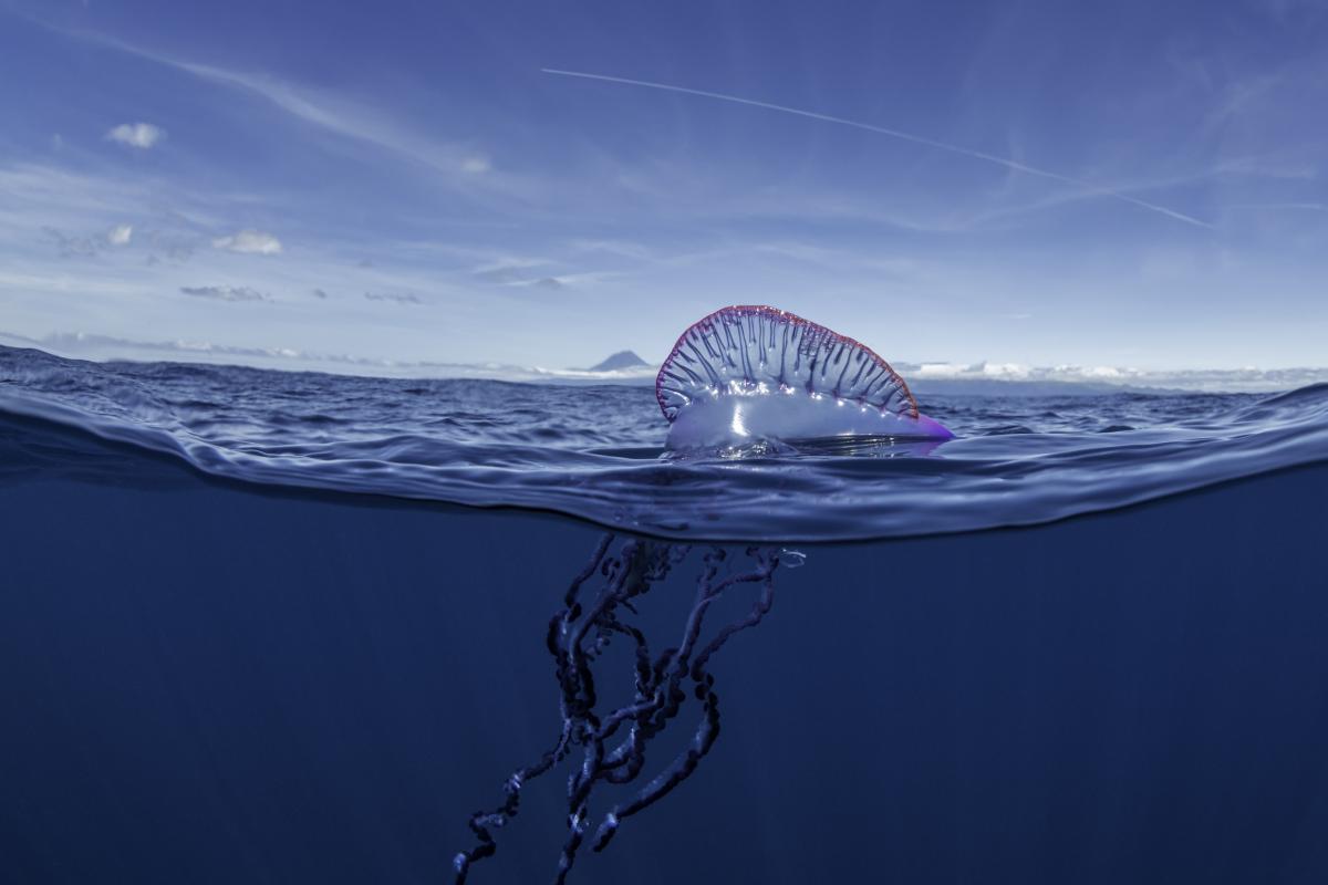Un ejemplar de calavera portuguesa, en una imagen de archivo.