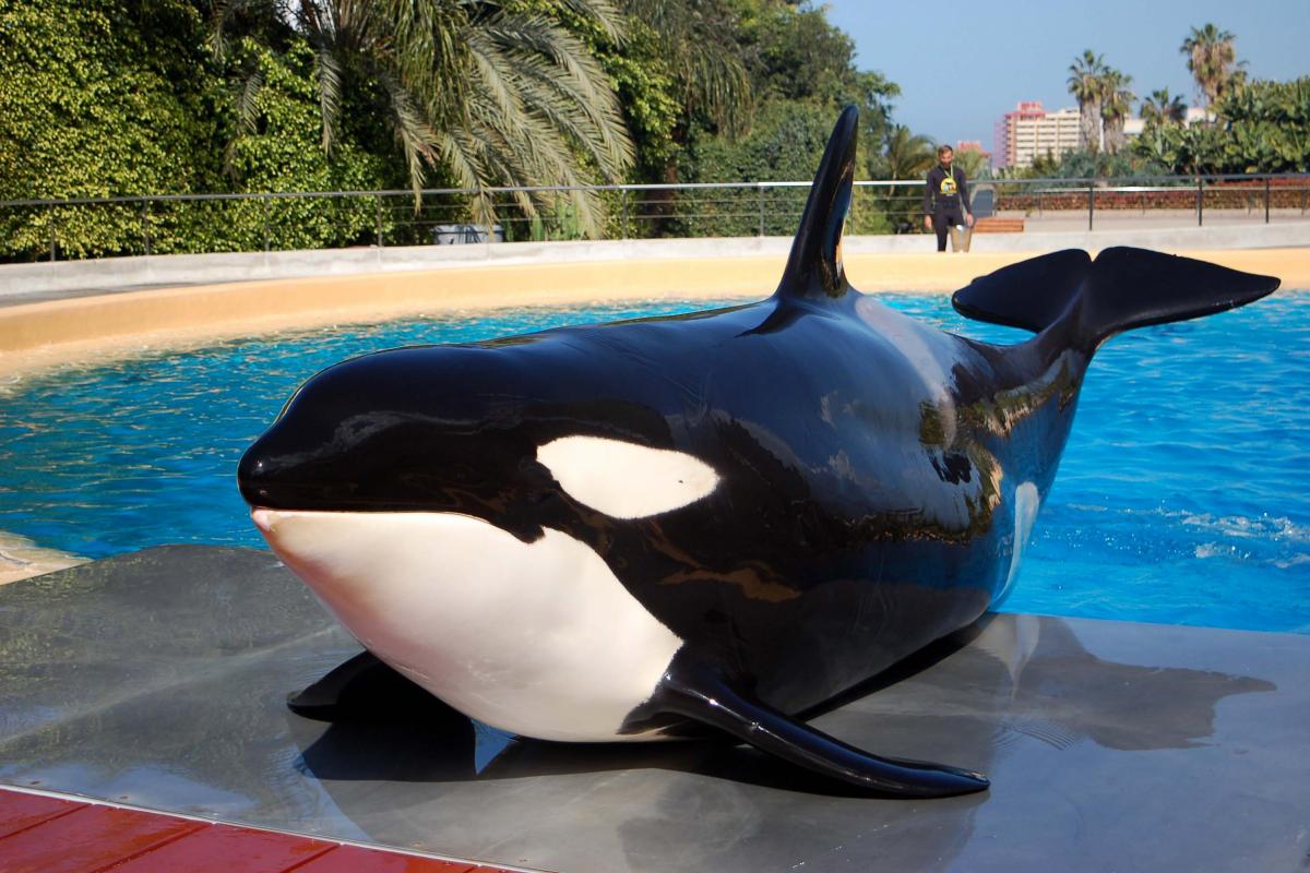 La orca Morgan
