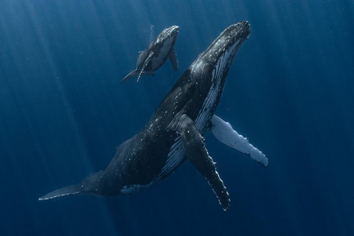 La fotografía de la ballena jorobada junto a su cría que ha convertido en Fotógrafo Subacuático del Año al español Álvaro Herrero