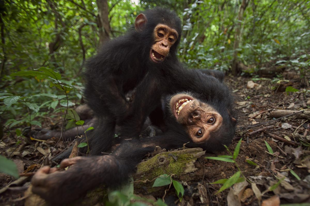 Dos chimpancés jugando.