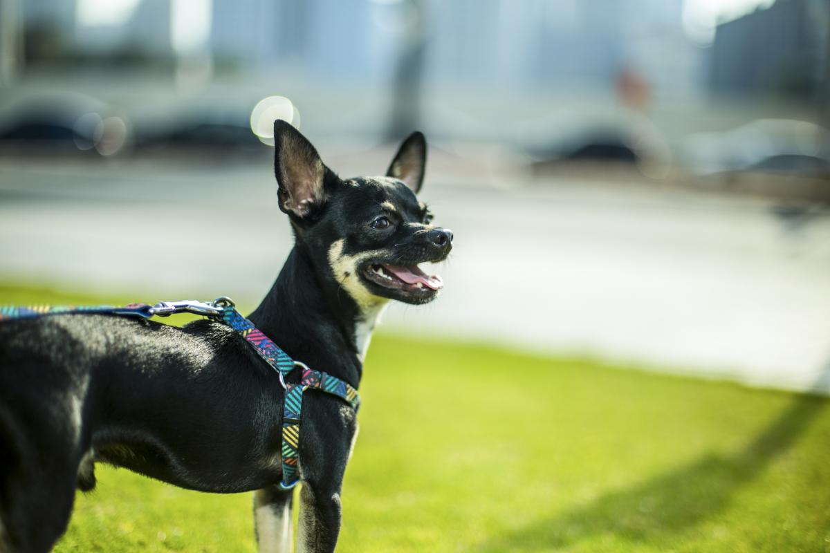 Un chihuahua en el parque.