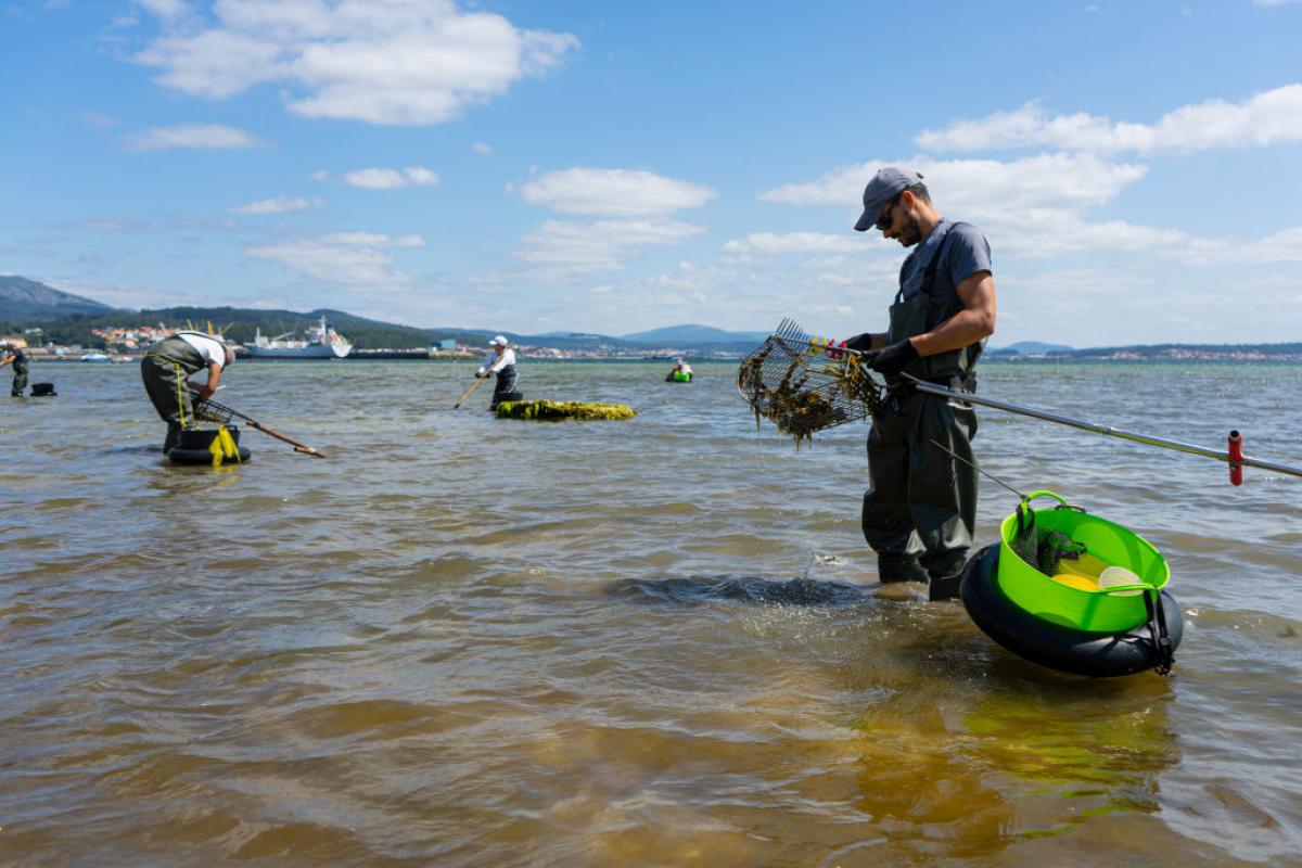 Un grupo de mariscadores trabaja en aguas de la ría de Arousa, en Galicia.