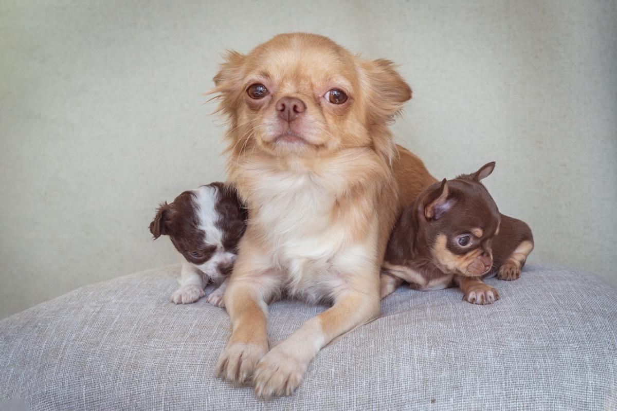 Retrato familiar de una chihuahua y sus dos cachorros
