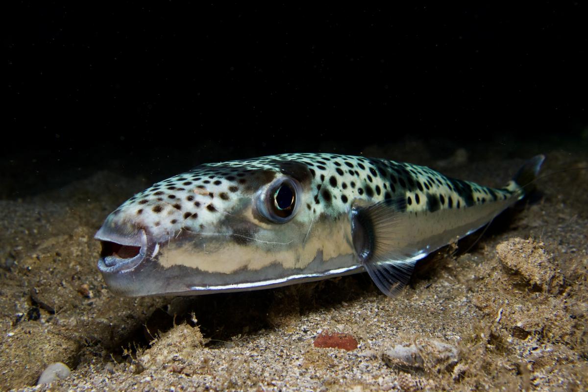 Imagen de archivo de un ejemplar de pez sapo plateado ('Lagocephalus sceleratus').