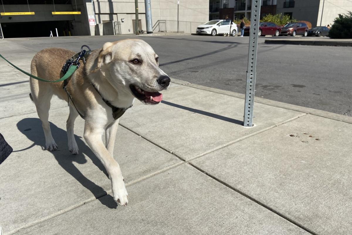Un perro pasea, sin bozal, por un pueblo en España.