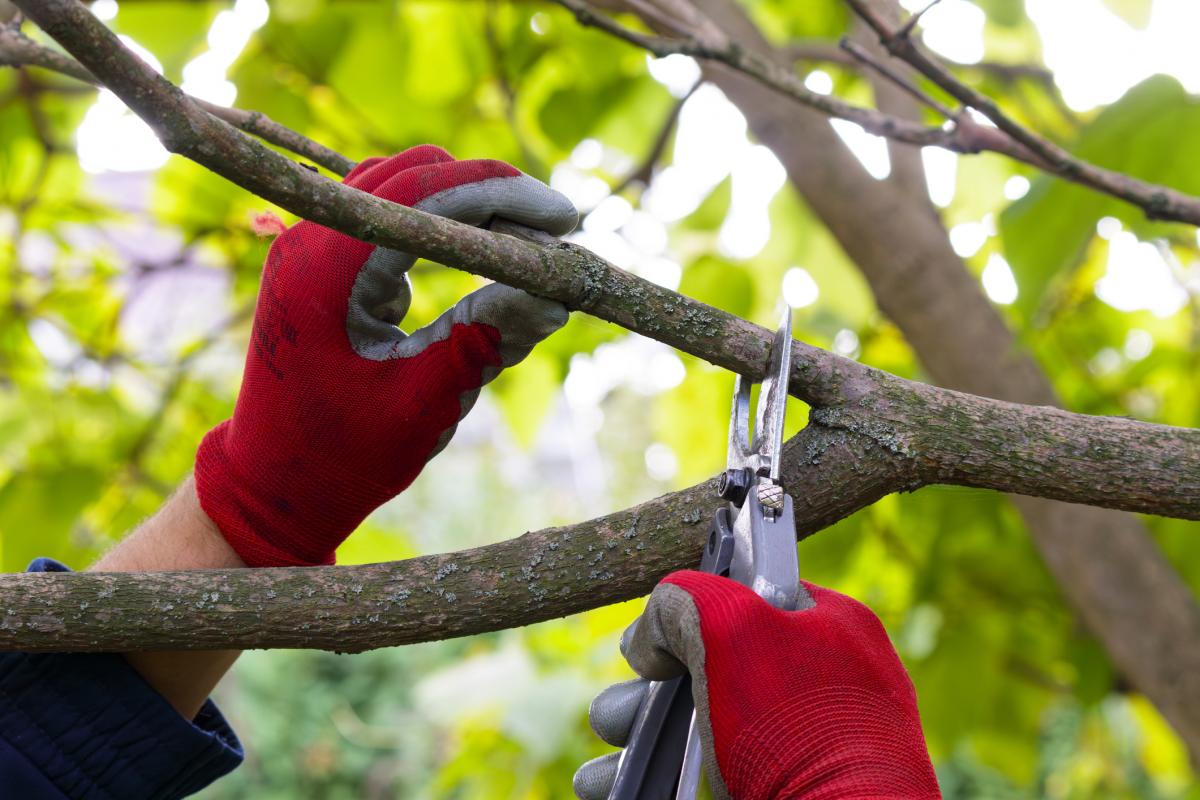 Una persona podando un árbol.