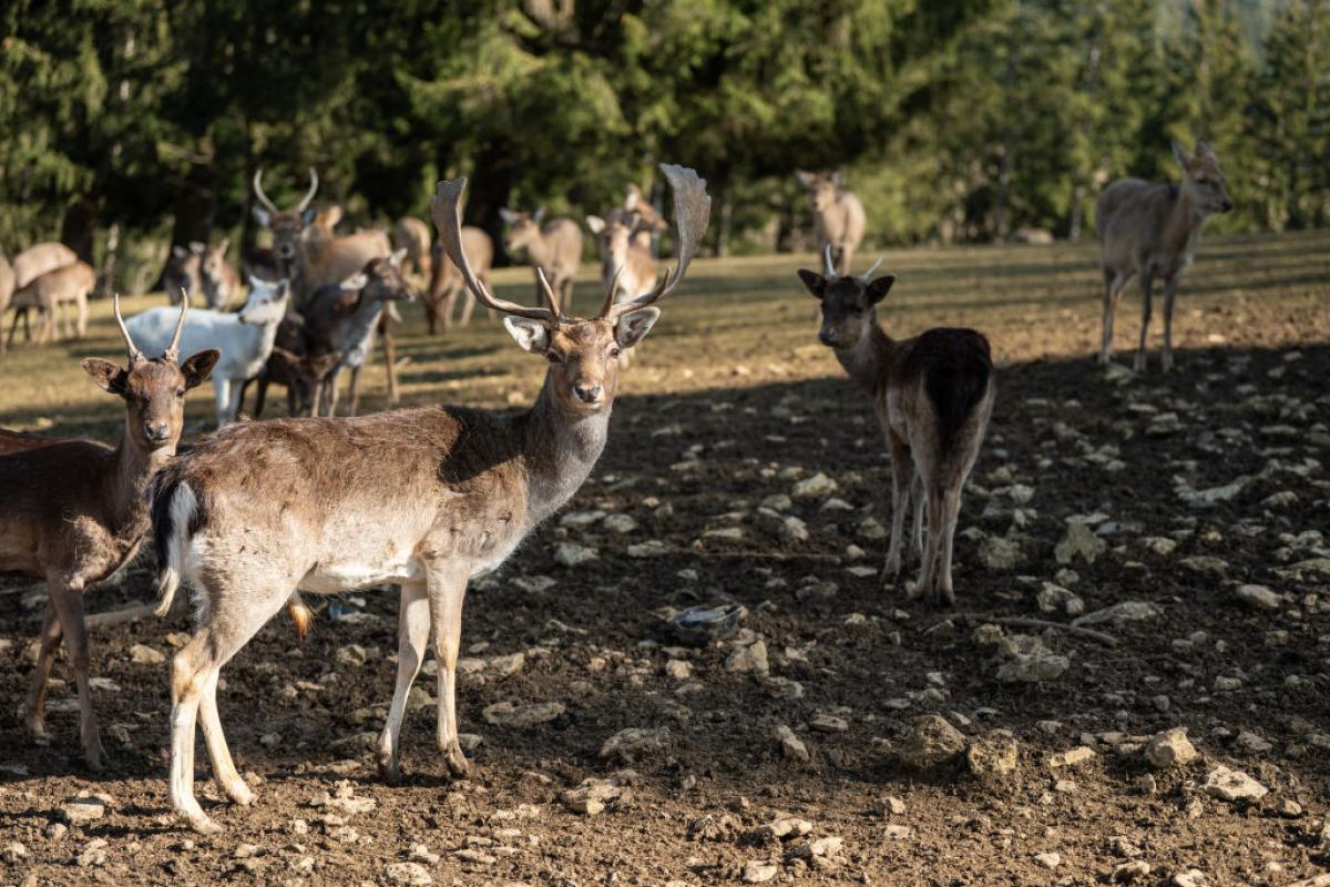 Varios ciervos, en una imagen de archivo