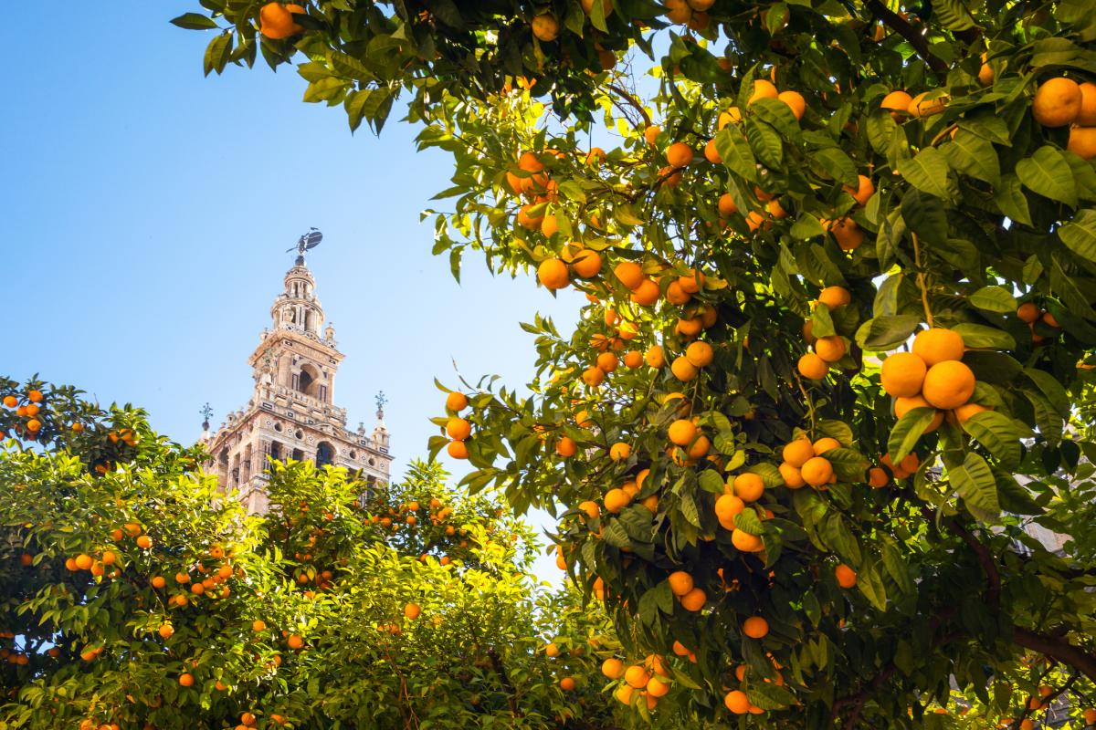Un árbol repleto de naranjas en Sevilla, en una imagen de archivo