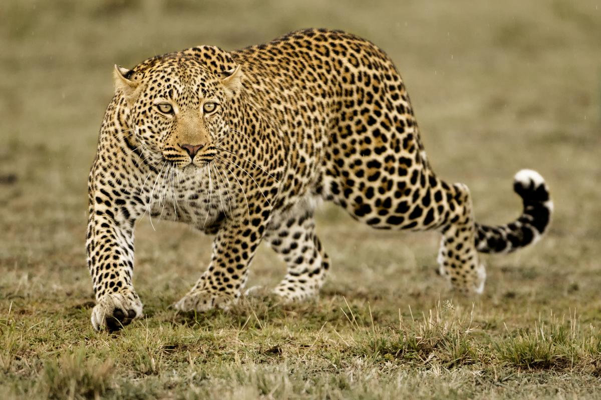 Un ejemplar de leopardo en una imagen de archivo.