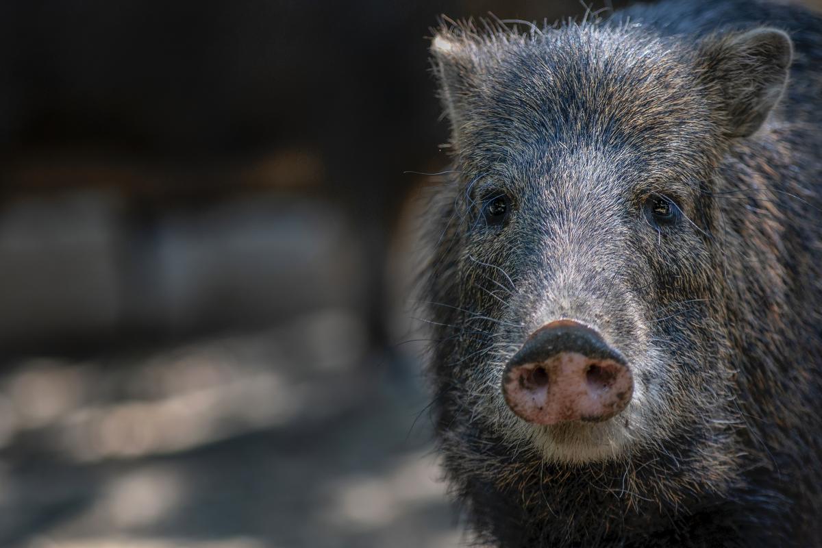 Un jabalí, en una imagen de archivo.