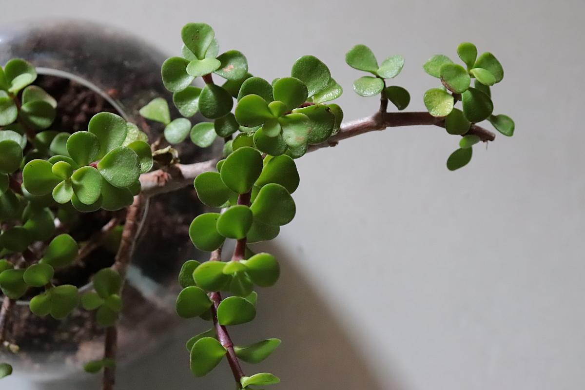 Crassula ovata.