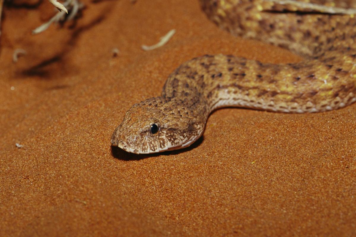 Una serpiente Acanthophis, en una imagen de archivo