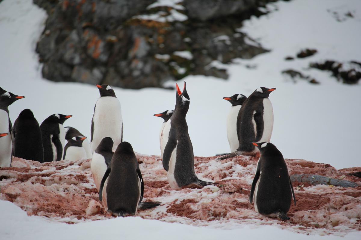 Pingüinos, en una imagen de archivo.
