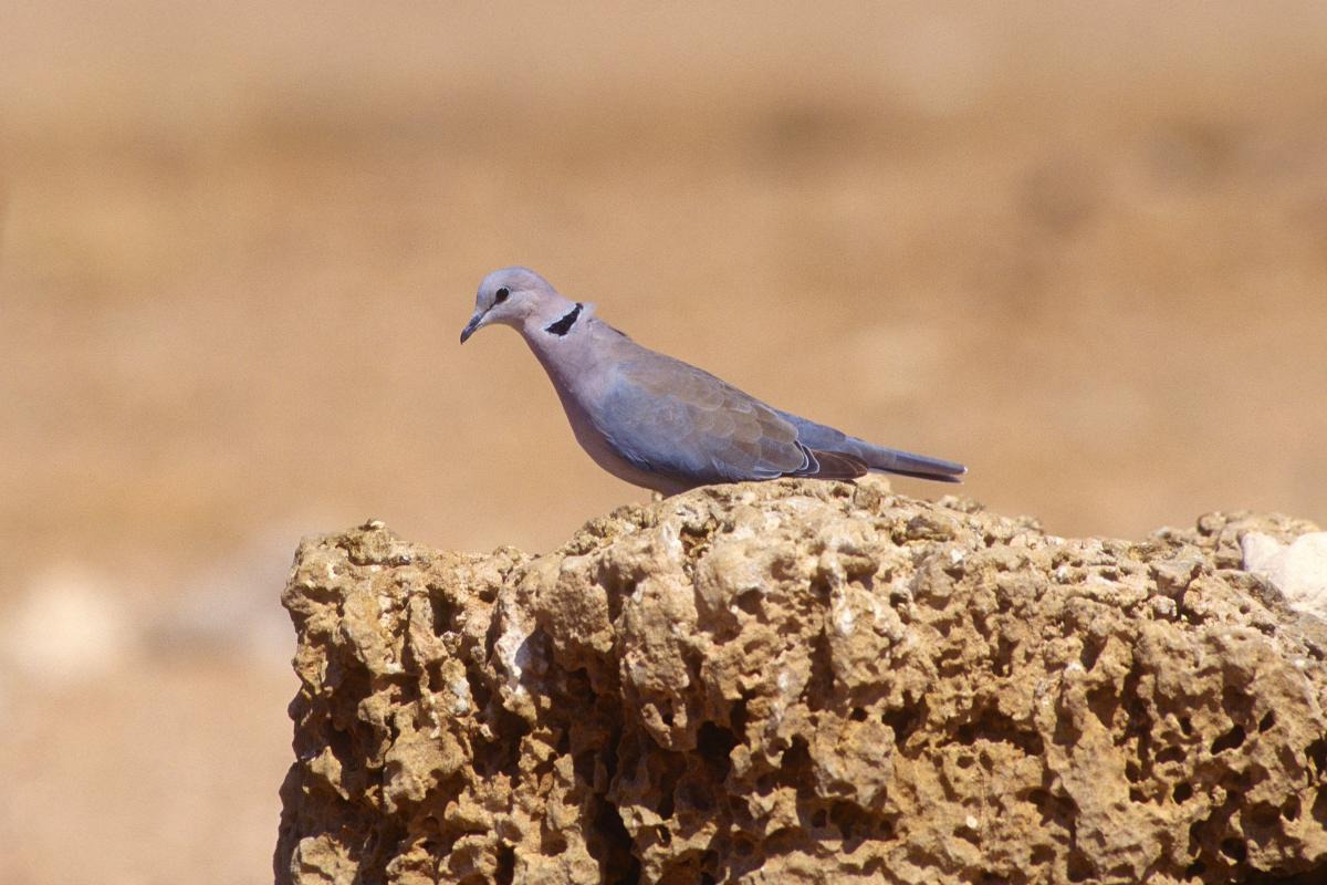 Una tórtola, en una imagen de archivo
