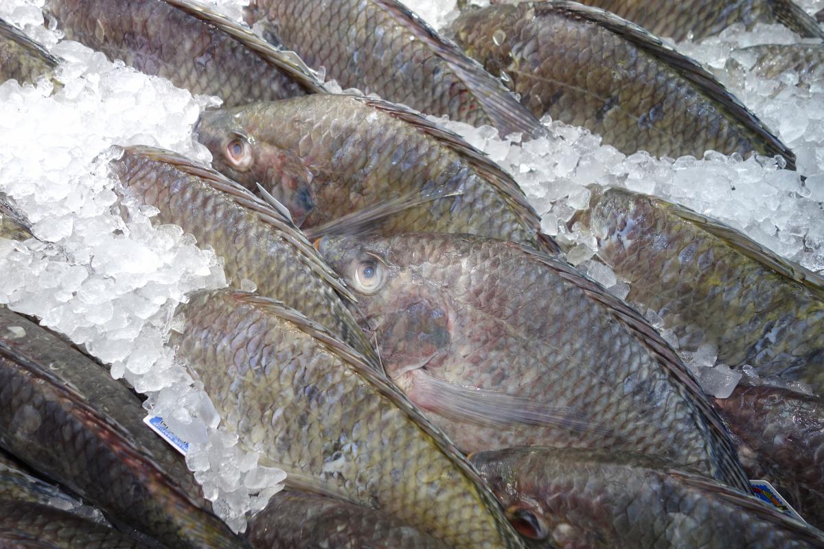 Tilapia, en una imagen de archivo.