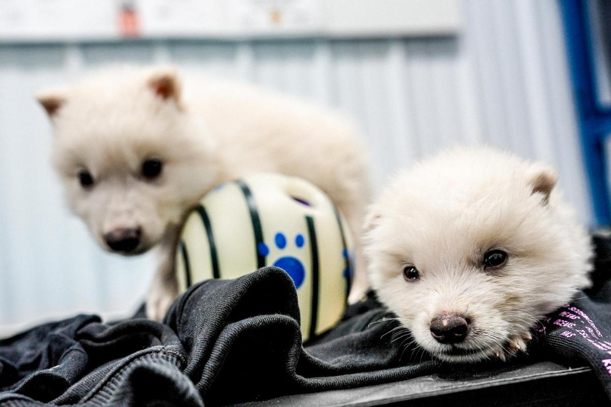 Fotografía cedida de los dos cachorros de lobo huargo, Rómulo y Remo.