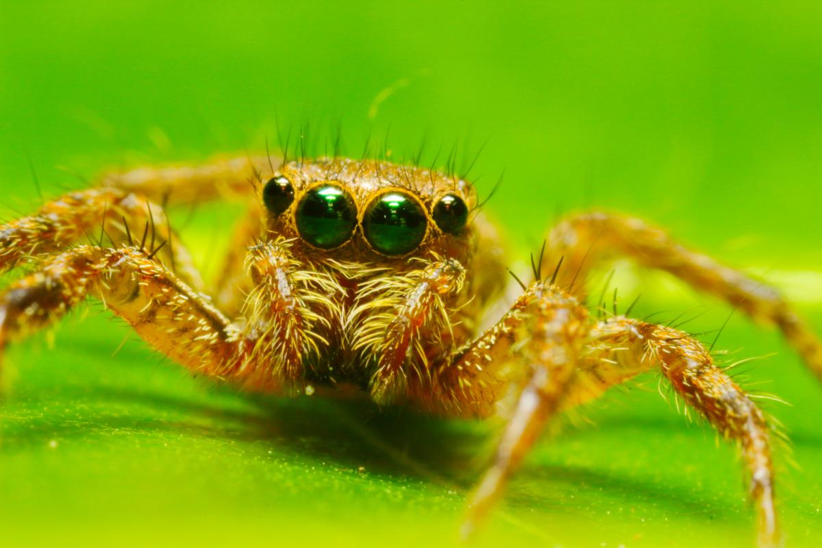 Imagen de archivo de un ejemplar de araña cebra ('Salticus scenicus').