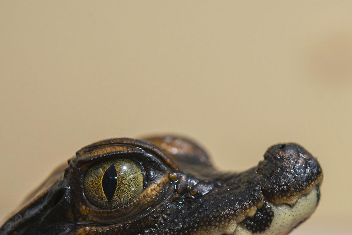 Un cocodrilo enano en una imagen de archivo.