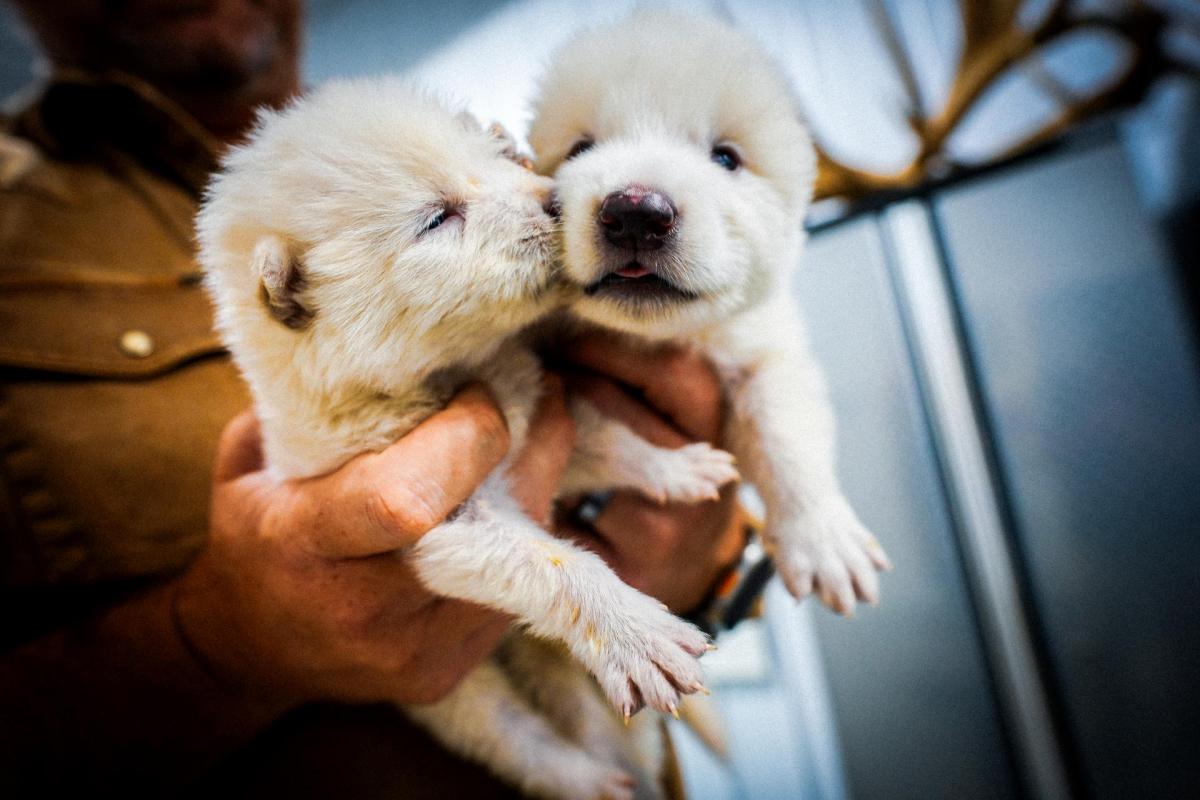 Los dos cachorros de lobo huargo, Rómulo y Remo, creados por Colossal Biosciences.