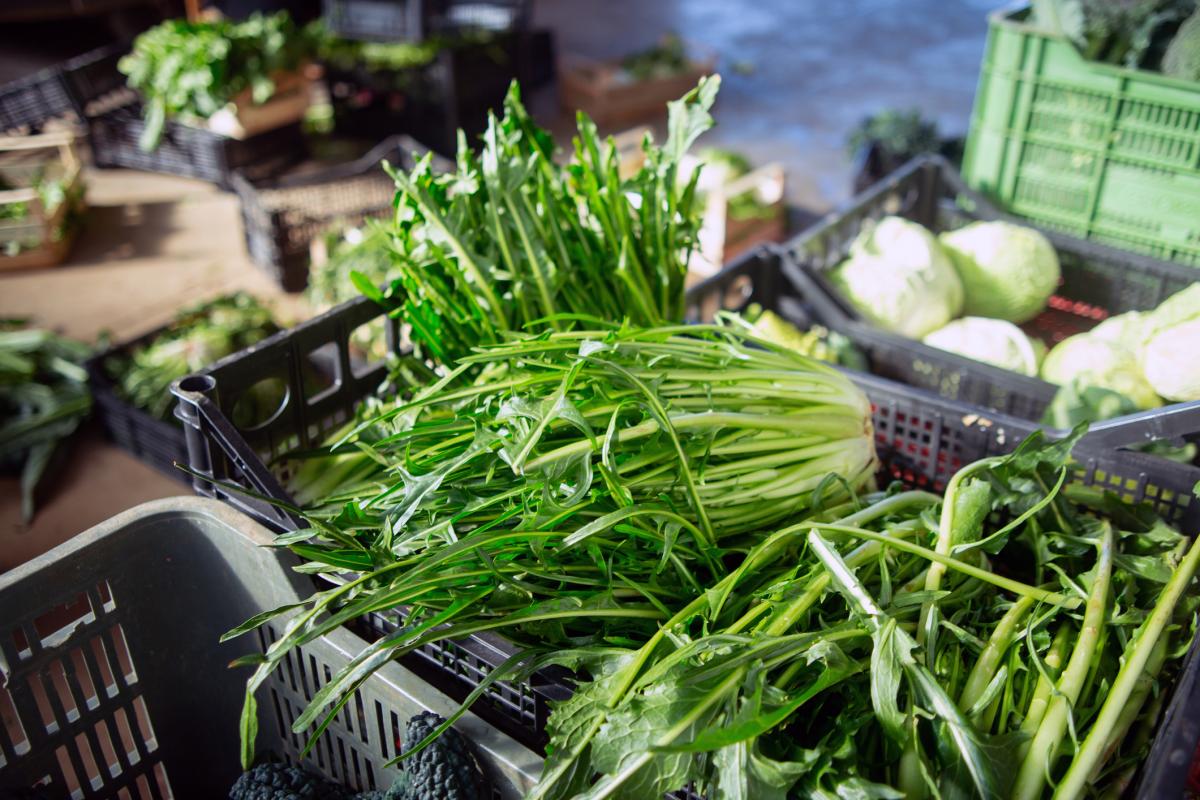 Manojos de achicoria.