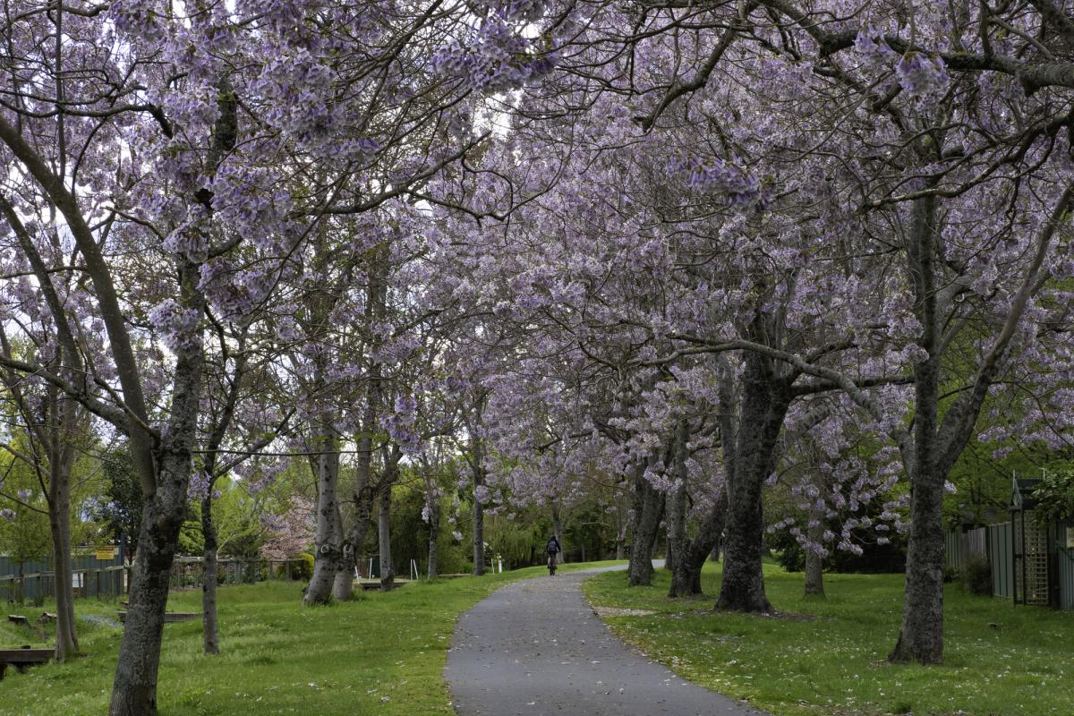 Una avenida con Paulownias.
