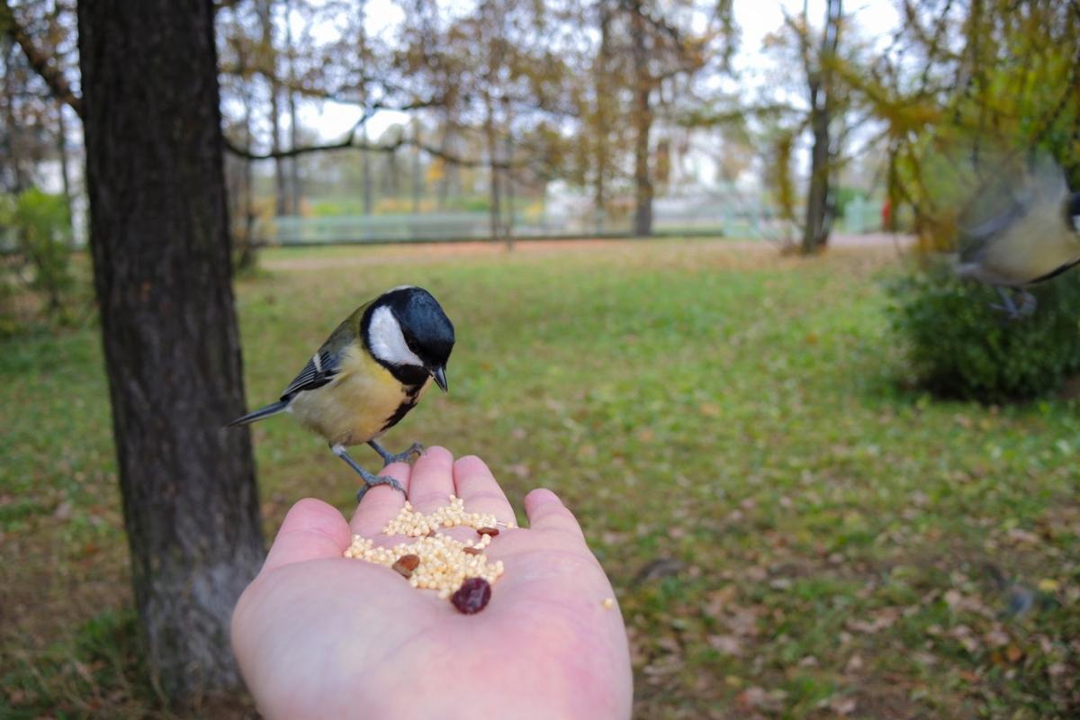 Una persona, con la mano llena de alpiste, le da de comer a un pájaro.