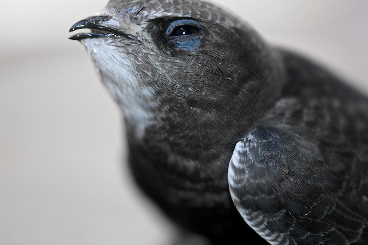 Imagen de archivo de un ejemplar de vencejo común ('Apus apus').