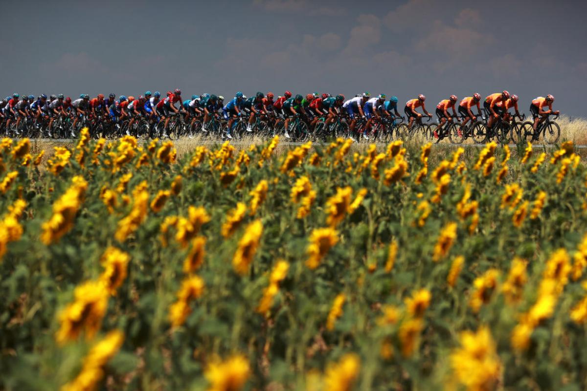 Un campo de girasoles y al fondo un pelotón ciclista