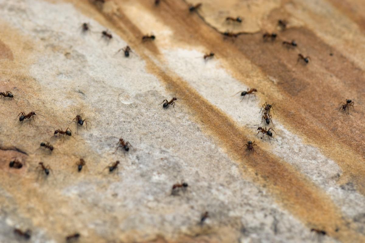 Hormigas, en una imagen de archivo.