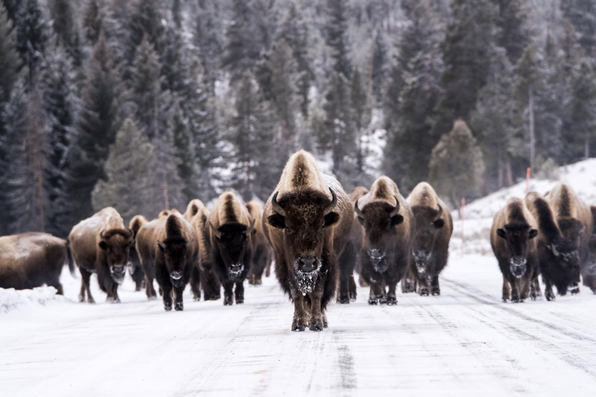 Imagen de archivo de una manada de bisontes, en el parque nacional de Yellowstone (EEUU).