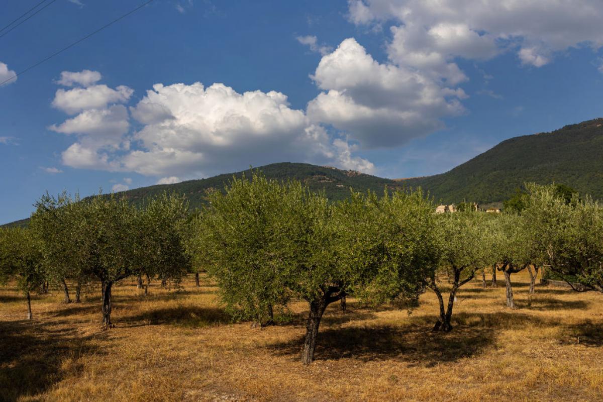 Olivos en Italia, en una imagen de recurso