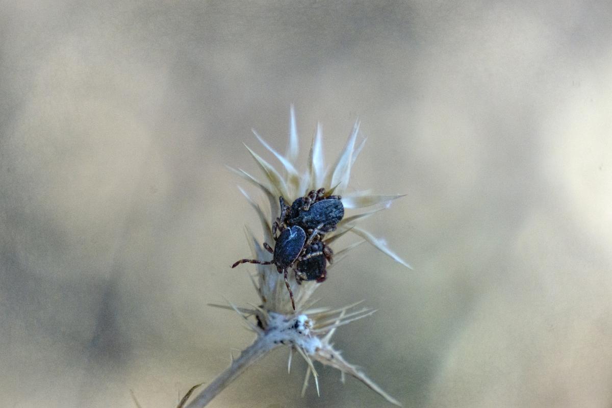 Hyalomma marginatum.