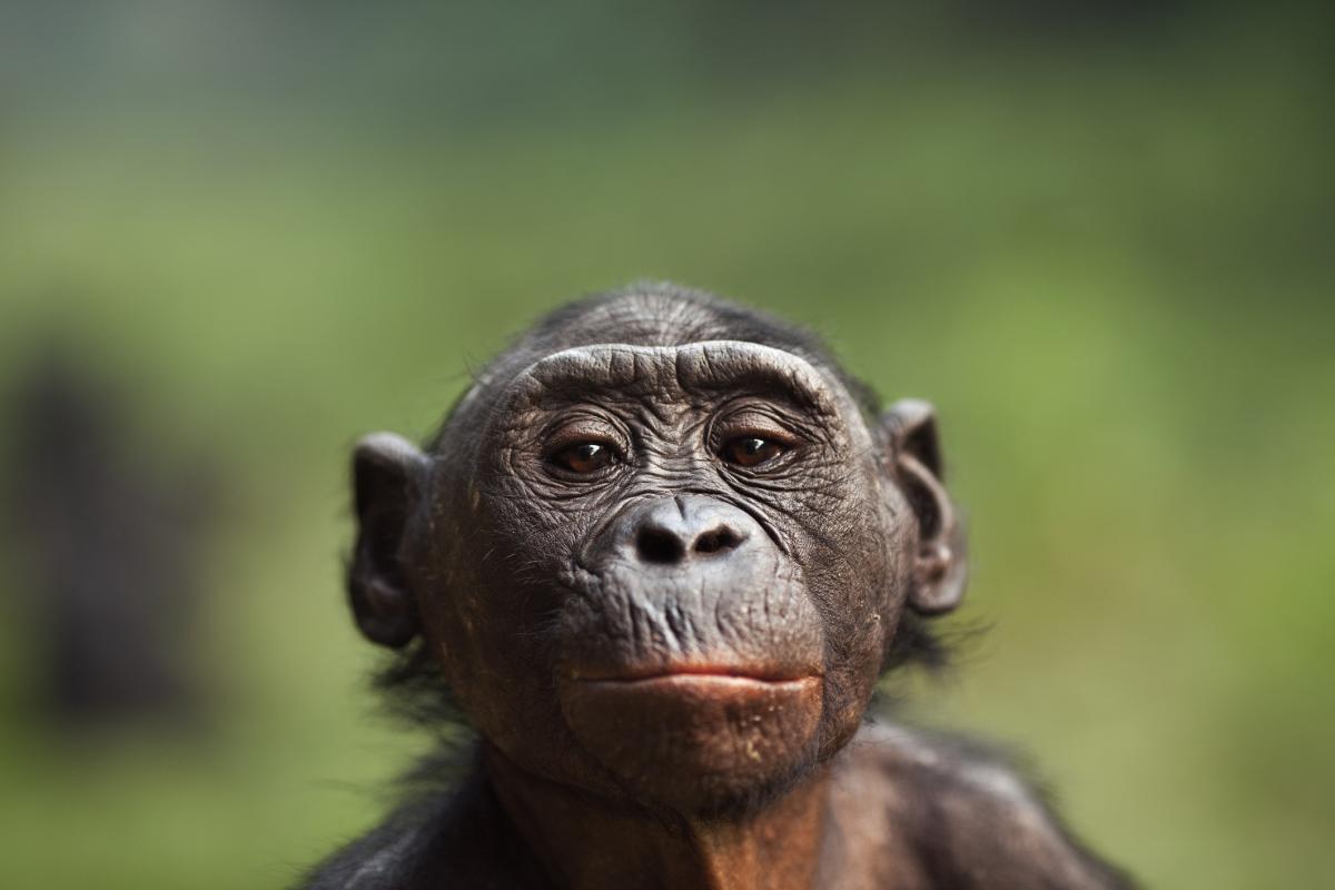 Imagen de archivo de un ejemplar de bonobo.
