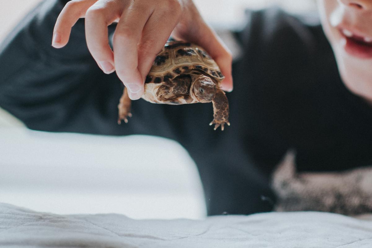 Un niño jugando con una tortuga