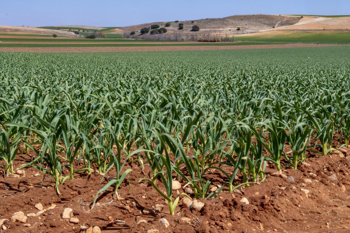 Un cultivo de cebollas.