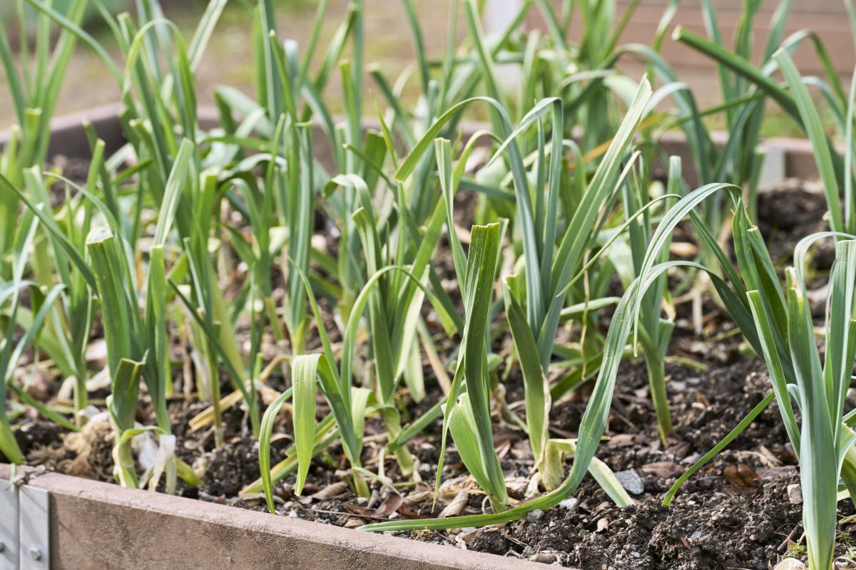 Plantación de ajos.