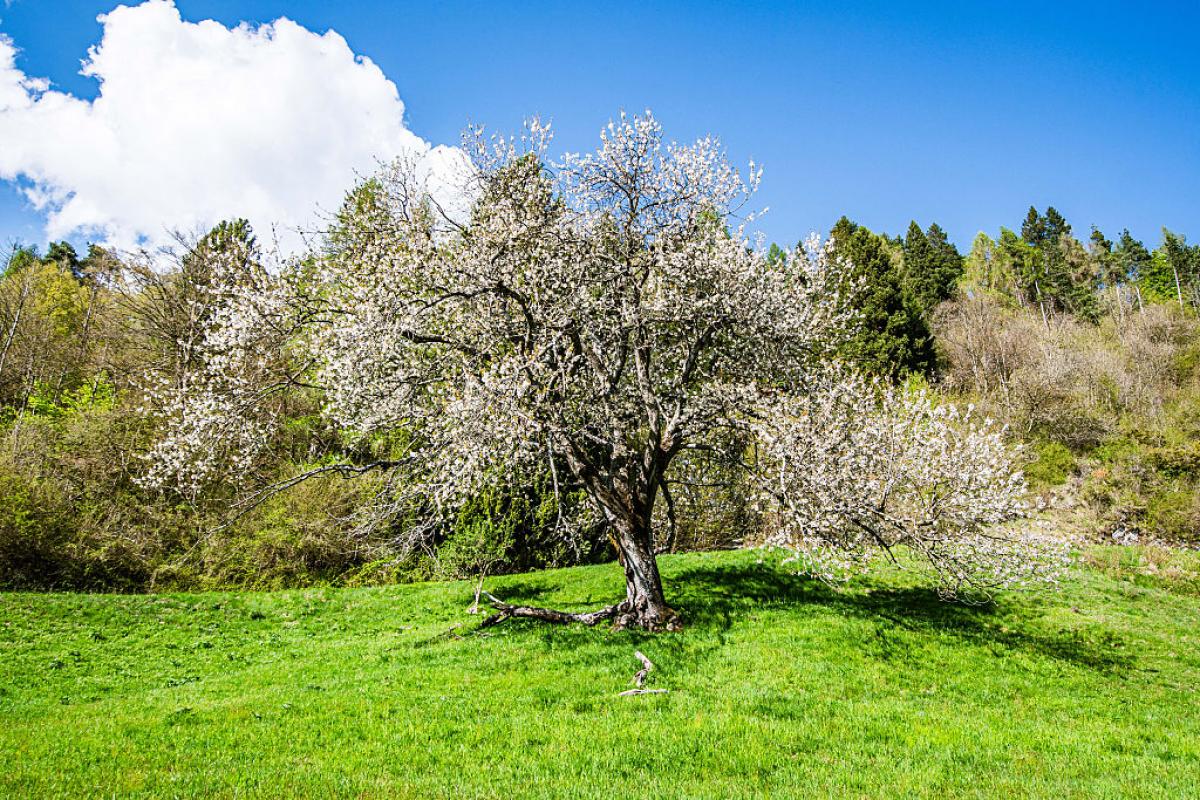 Un cerezo histórico en Italia