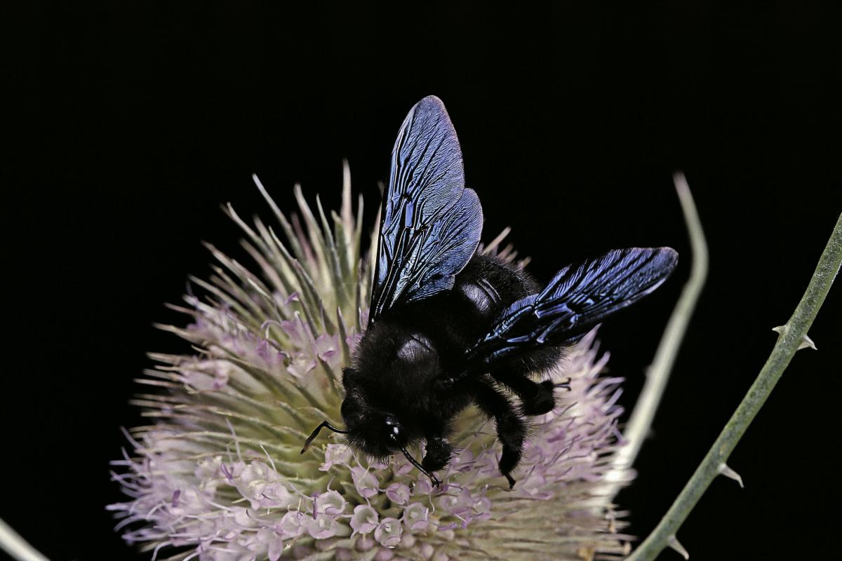 Xylocopa Violacea.