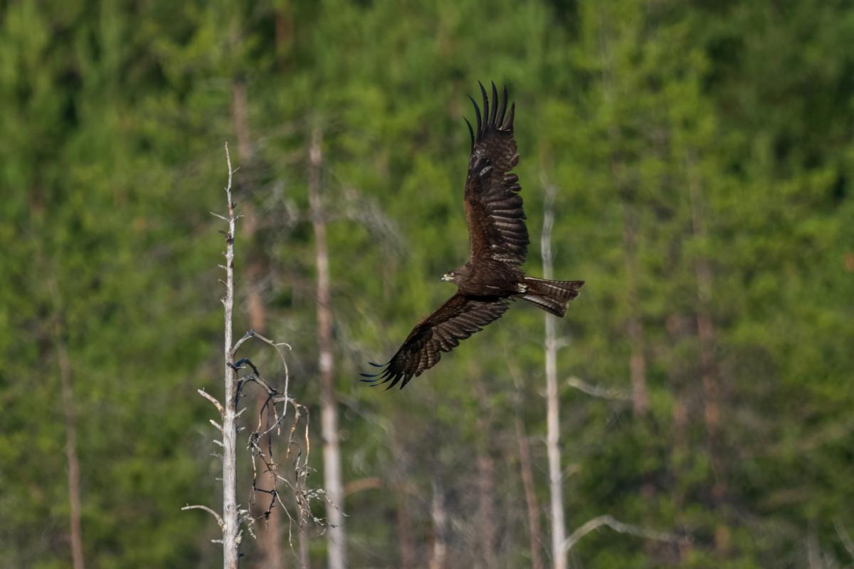 Un milano negro volando.