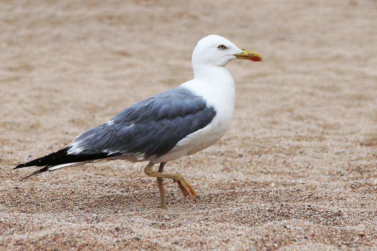 Imagen de archivo de una gaviota en una playa.