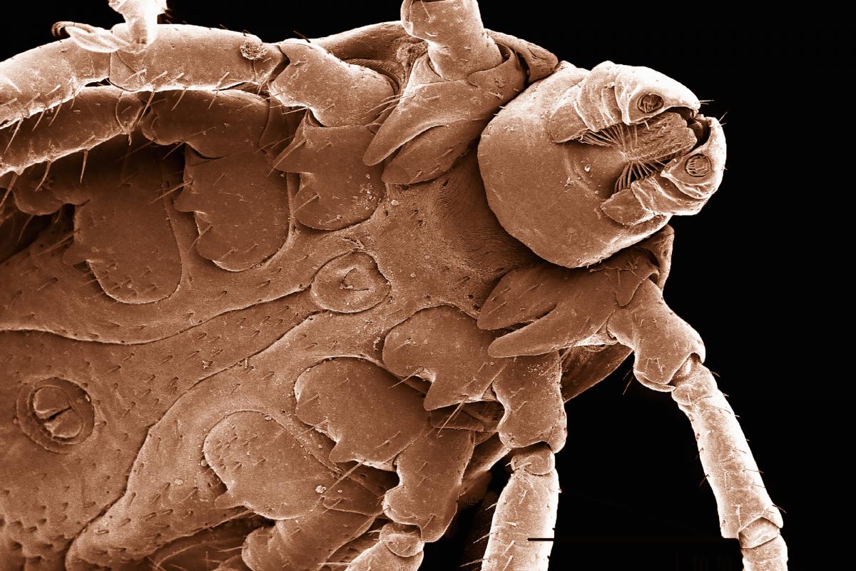 Imagen de la vista inferior de una garrapata común.