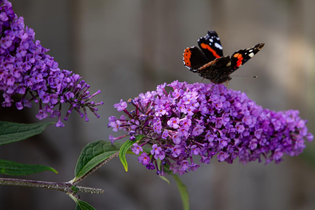 Buddleia.